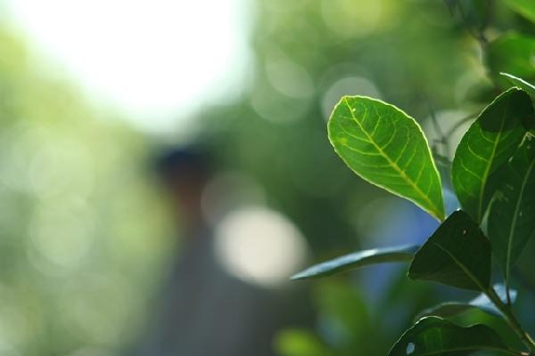 yerba mate leaf